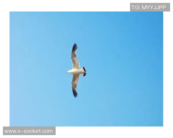 柏林赫塔3-1科隆，实至名归，雄鹰展翅飞翔